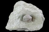 Blastoid (Pentremites) Fossil - Illinois #92234-1